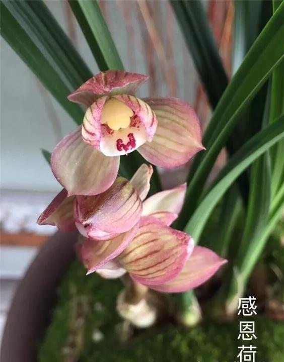 四川崇州早年下山的一颗春剑瓣型红花，现在成为镇园之宝