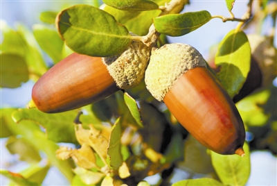 【树木传奇】你有的不只是铜枝铁干——橡树