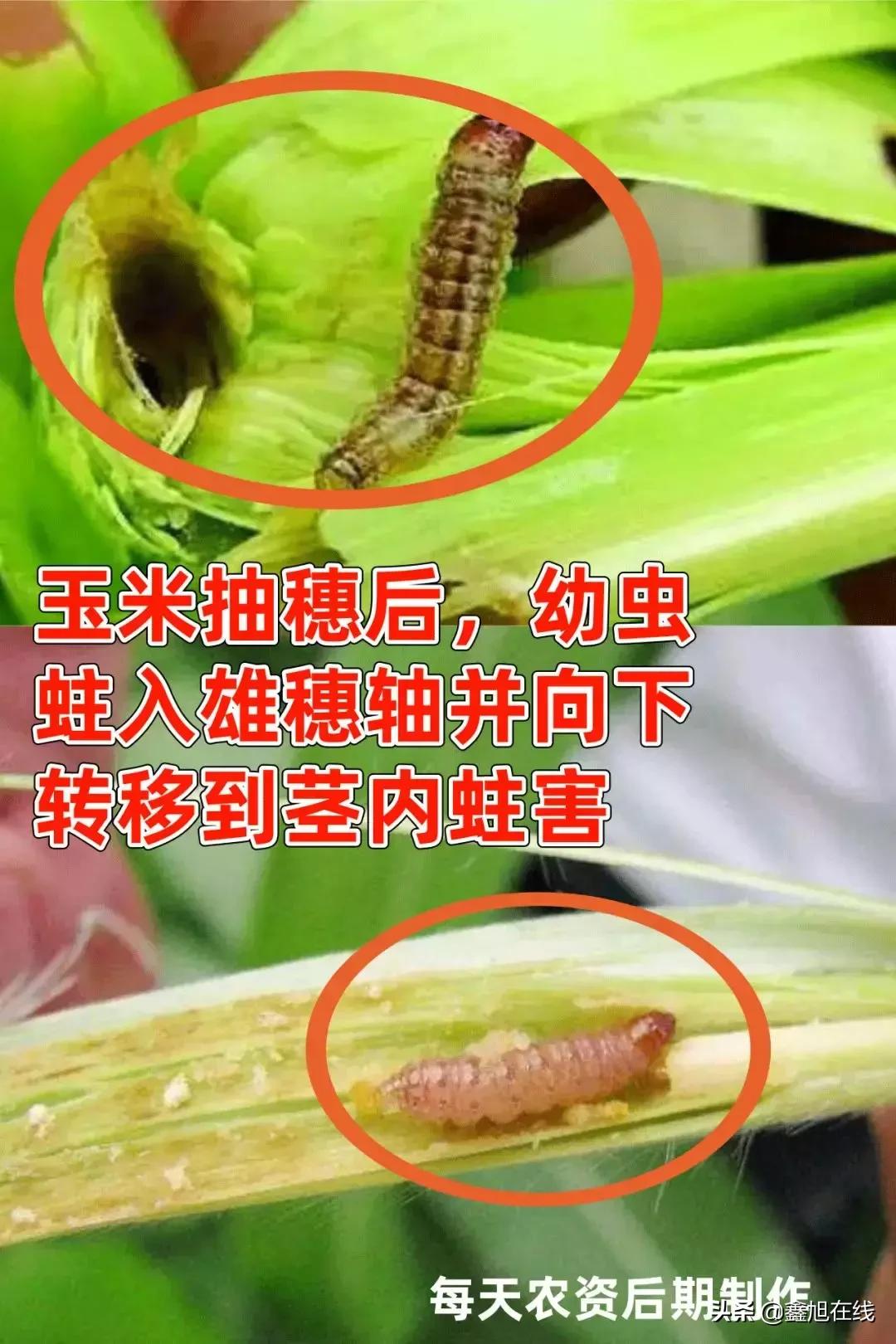 9大肉虫防治，赶紧认清