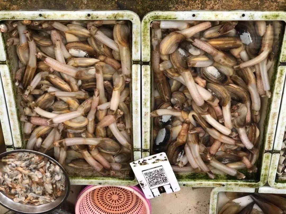 钦州哪里吃海鲜又便宜又好吃,钦州吃海鲜的大排档