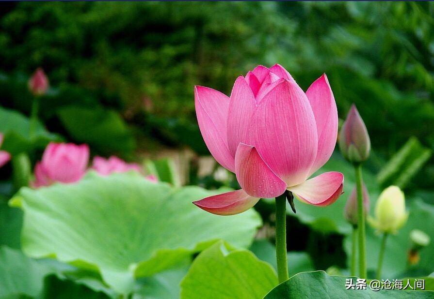 写荷花的诗词有多少,禅意荷花的诗词