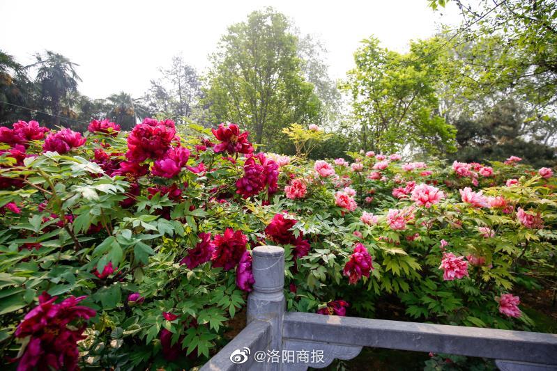 洛阳四月正是牡丹盛开的季节,洛阳牡丹几月几日开最美