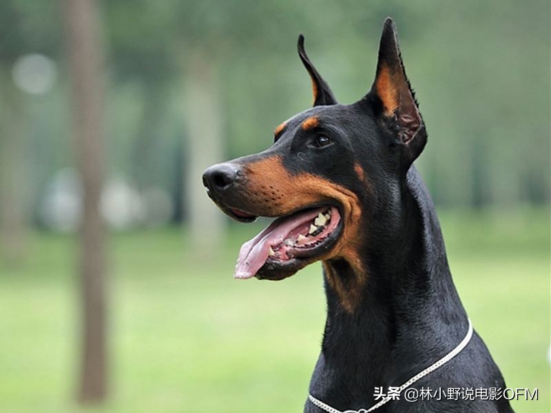 第一滴血是什么题材的电影,第一滴血最后一滴血完整版