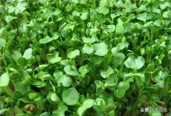 怎样在纸上种菜,纸上种菜的技术很简单