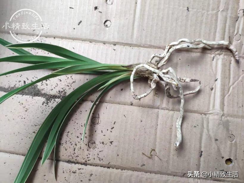 在山上挖回来的兰花缓苗多久,树下种植兰花