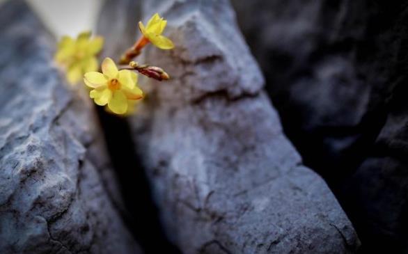 冬虫夏草补肾真的有用吗,冬虫夏草补肾效果怎么样