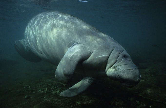 被人类吃绝种的生物,被人吃绝种的动物
