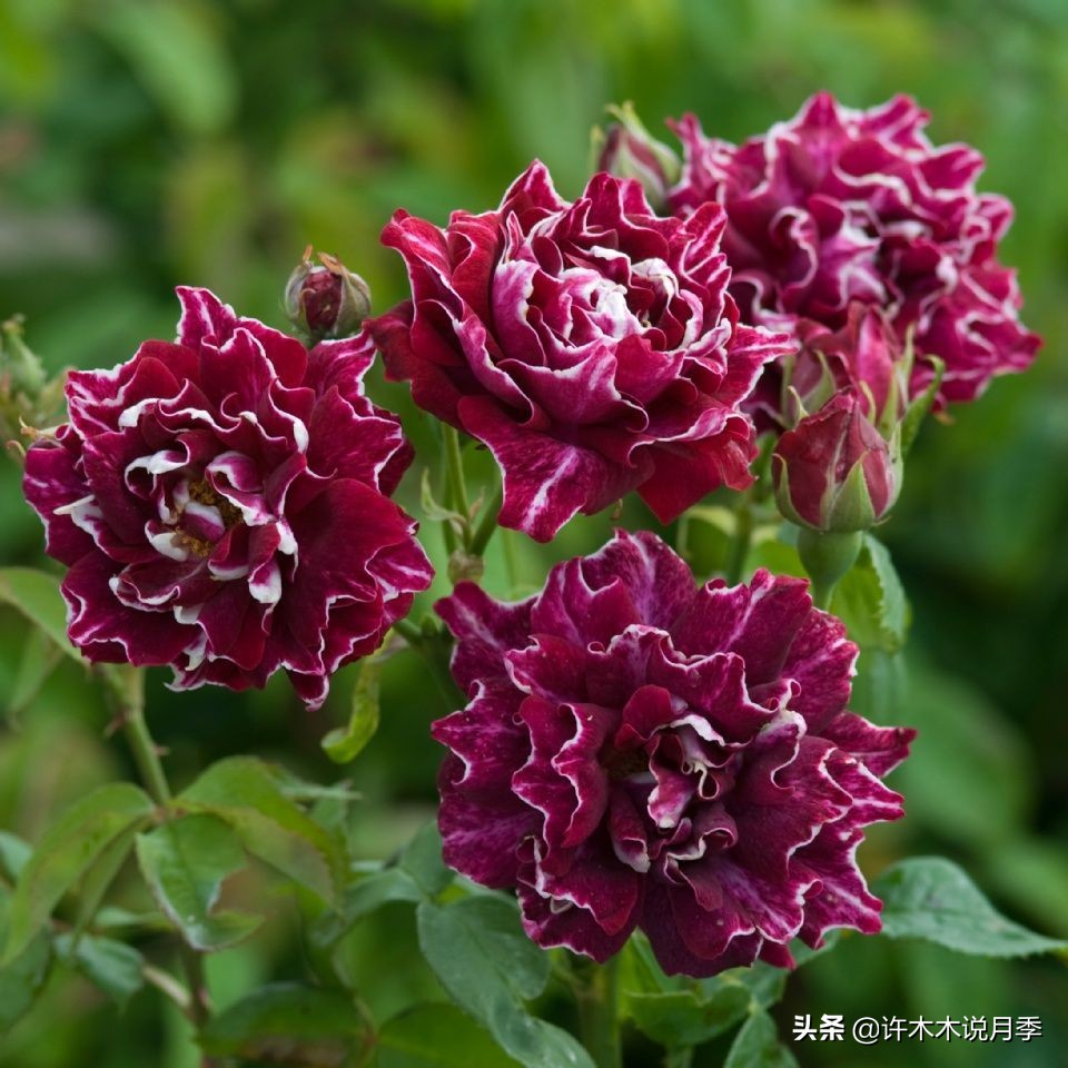 比较香又好养的月季 (颜值高又好养的月季适合阳台党的)