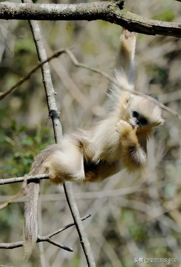 禁止野生动物保护环境人人有责,保护生态环境禁止野生动物上餐桌