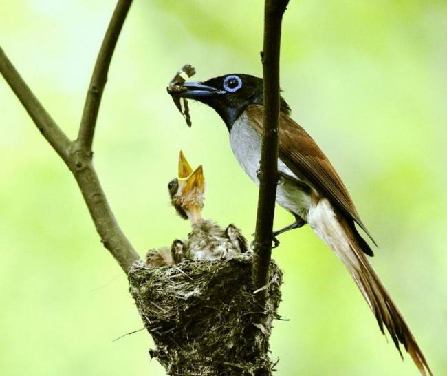 论语为人一毫之恶,论语人而无信后面一句是什么