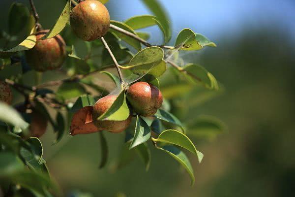 山茶油为什么说是最好的食用油,山茶油为何吃得越来越少了
