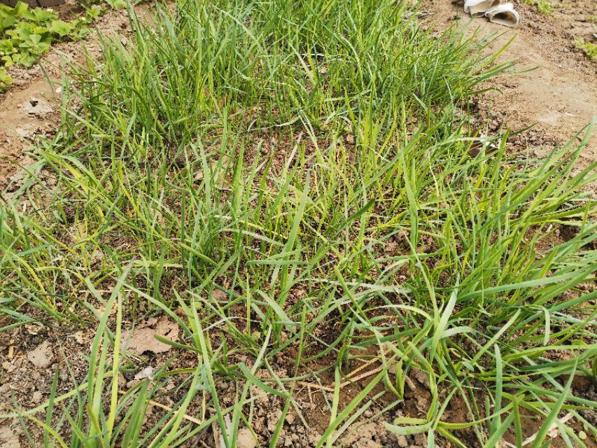 当韭菜邂逅黄豆芽,就变成了“黄鸟钻翠林”,居然是一道家常菜