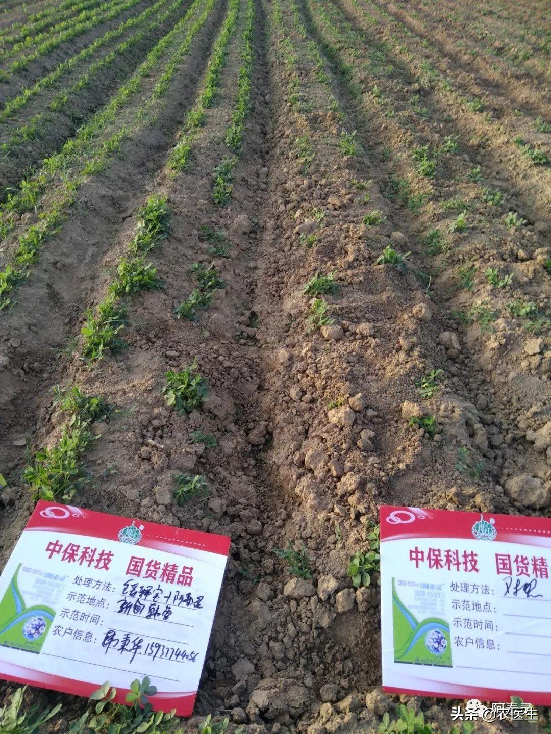 水稻种子需要做哪些处理,水稻种子催芽问题应对