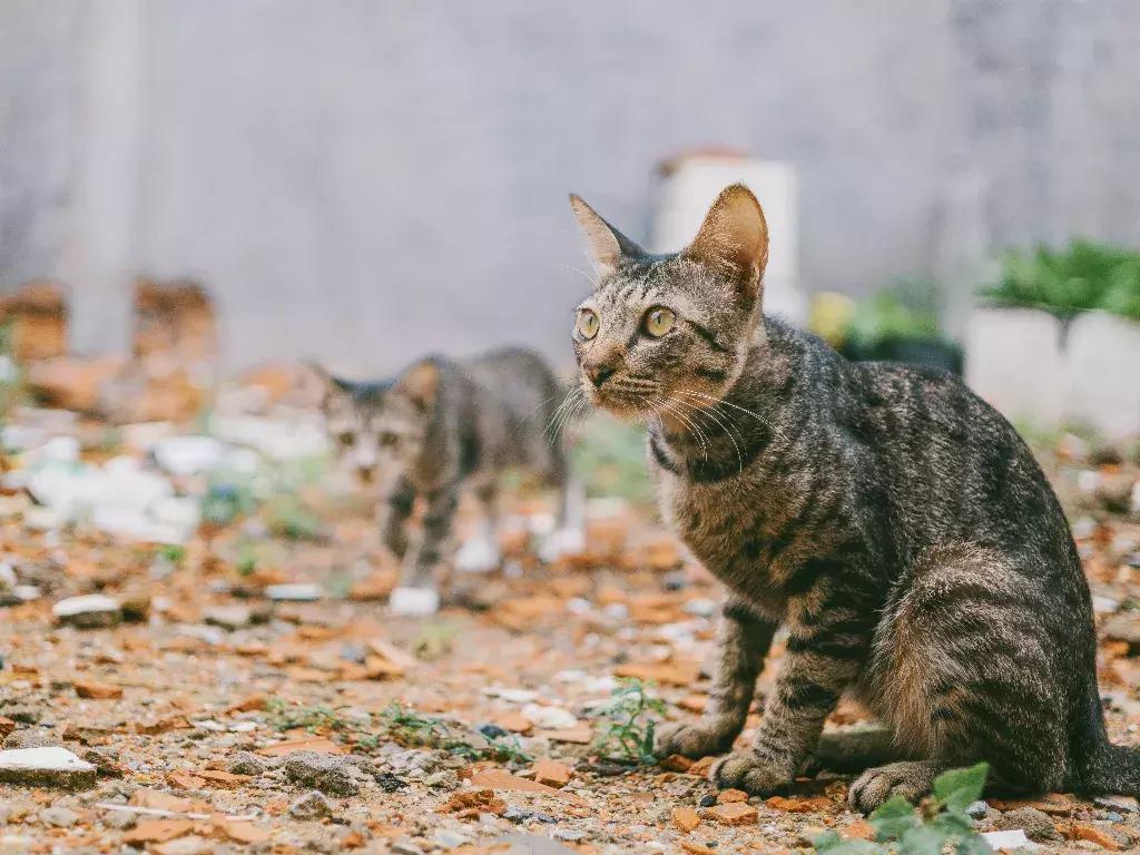 宠物发情期表现有哪些症状,如何度过宠物发情期