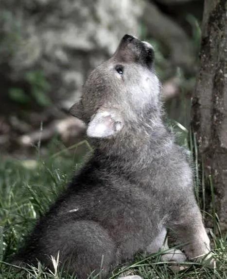 极度恐慌北大荒上的狼灾,极度恐慌全集