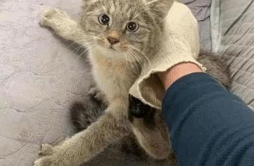 长沙阳光安置小区流浪猫,长沙有流浪猫的小区