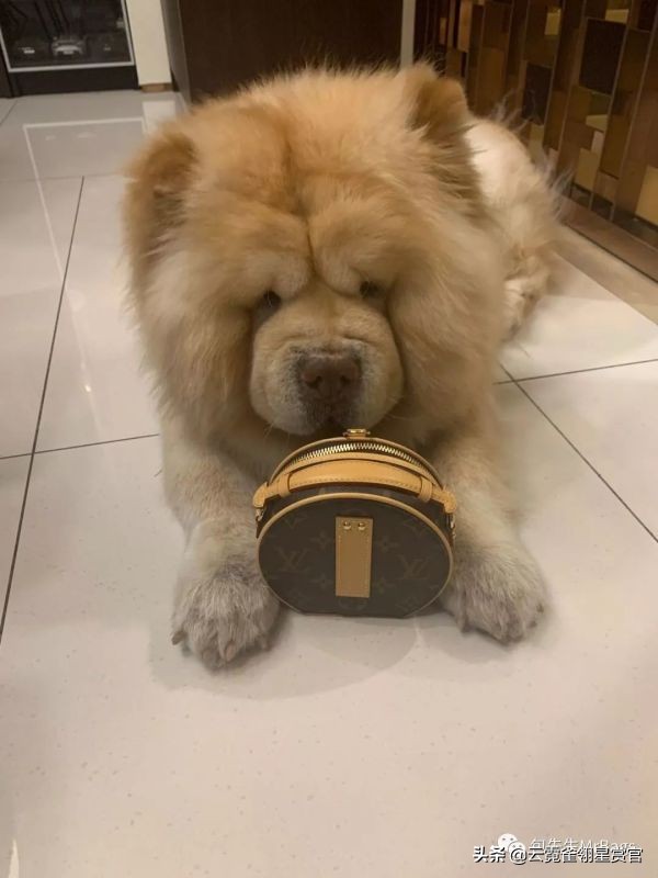 非常好看的宠物包,大家的包都带什么玩偶