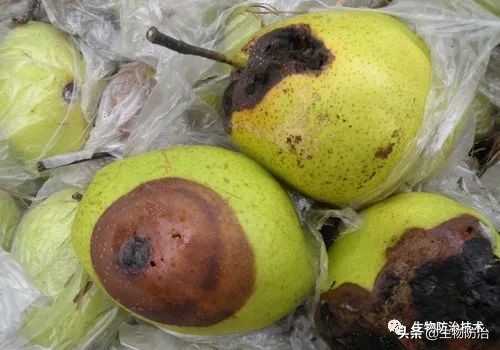蛀干害虫是钻蛀害虫吗,果树枝干钻蛀害虫图片