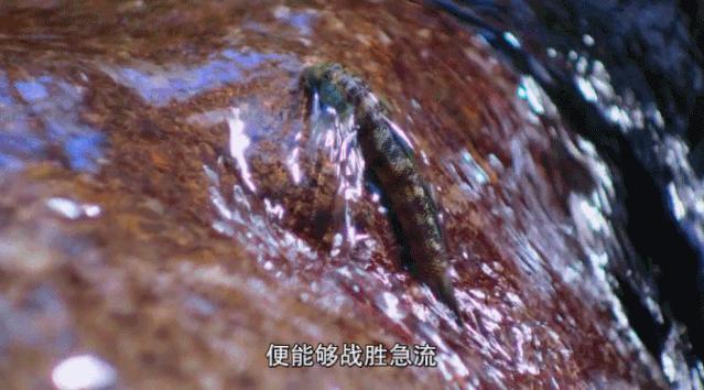 豆瓣9.6！娃刷到停不下来，还能看出人生大道理