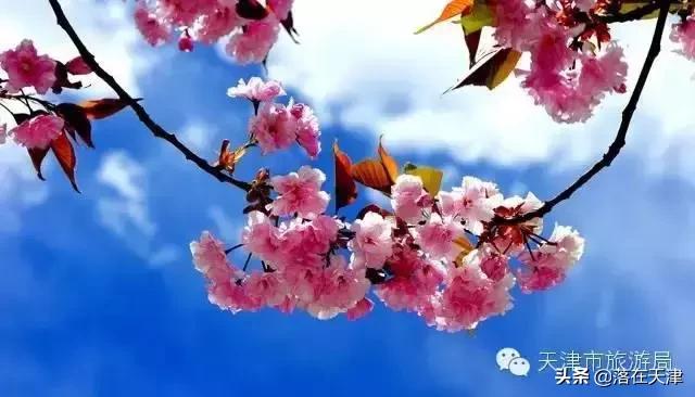 天津河北区桃花堤开了吗,天津看桃花的北运河桃花堤