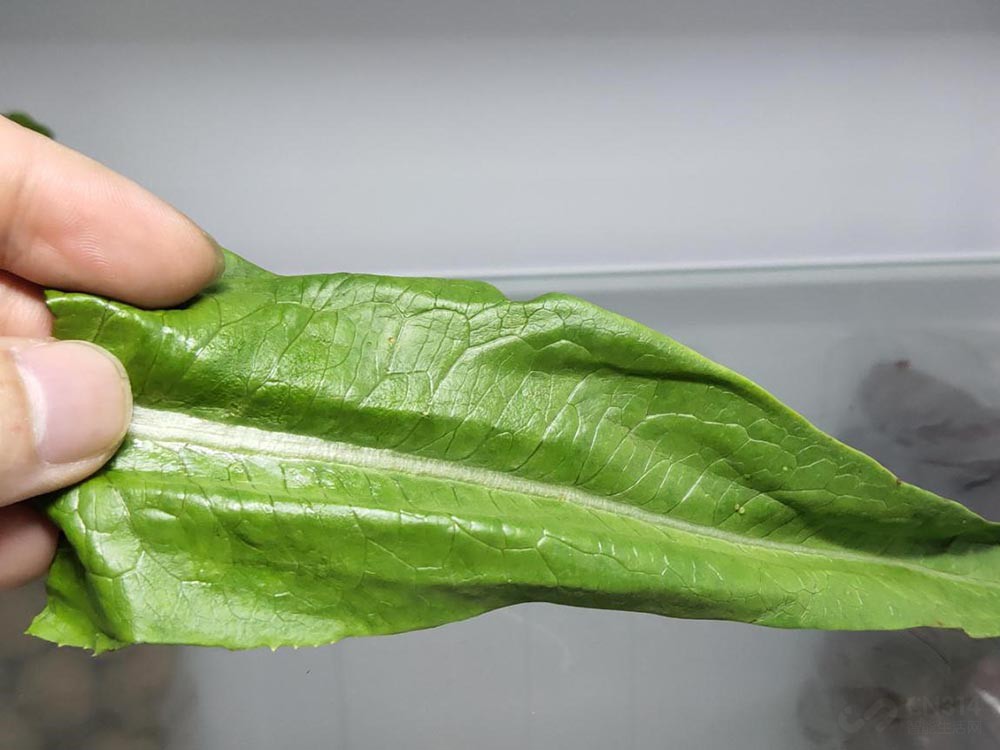 美的冰箱545升星河紫,美的冰箱545星河紫