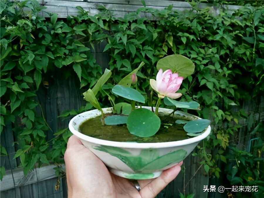 碗莲种子发芽到开花全过程,碗莲荷花种子几天发芽