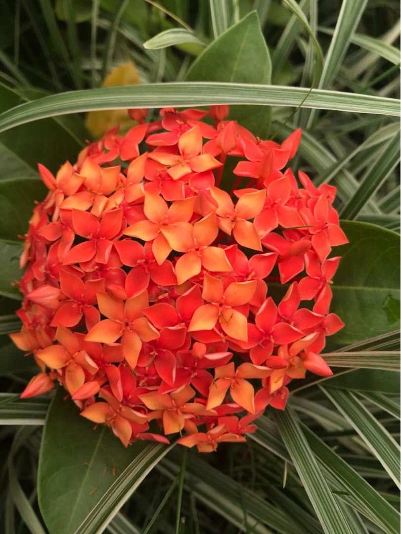 富贵花开什么花最好,花开富贵的花有几种