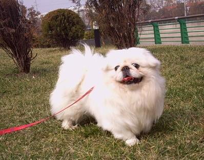 全世界100种名贵狗,世界上46多种名狗图文说明