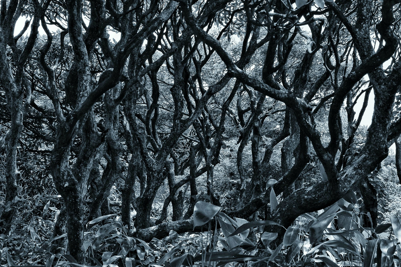 天台华顶山森林公园历史,李白来过天台吗