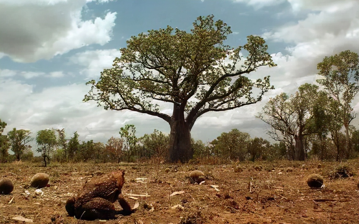 全世界最大的蟾蜍,全球最大的蟾蜍