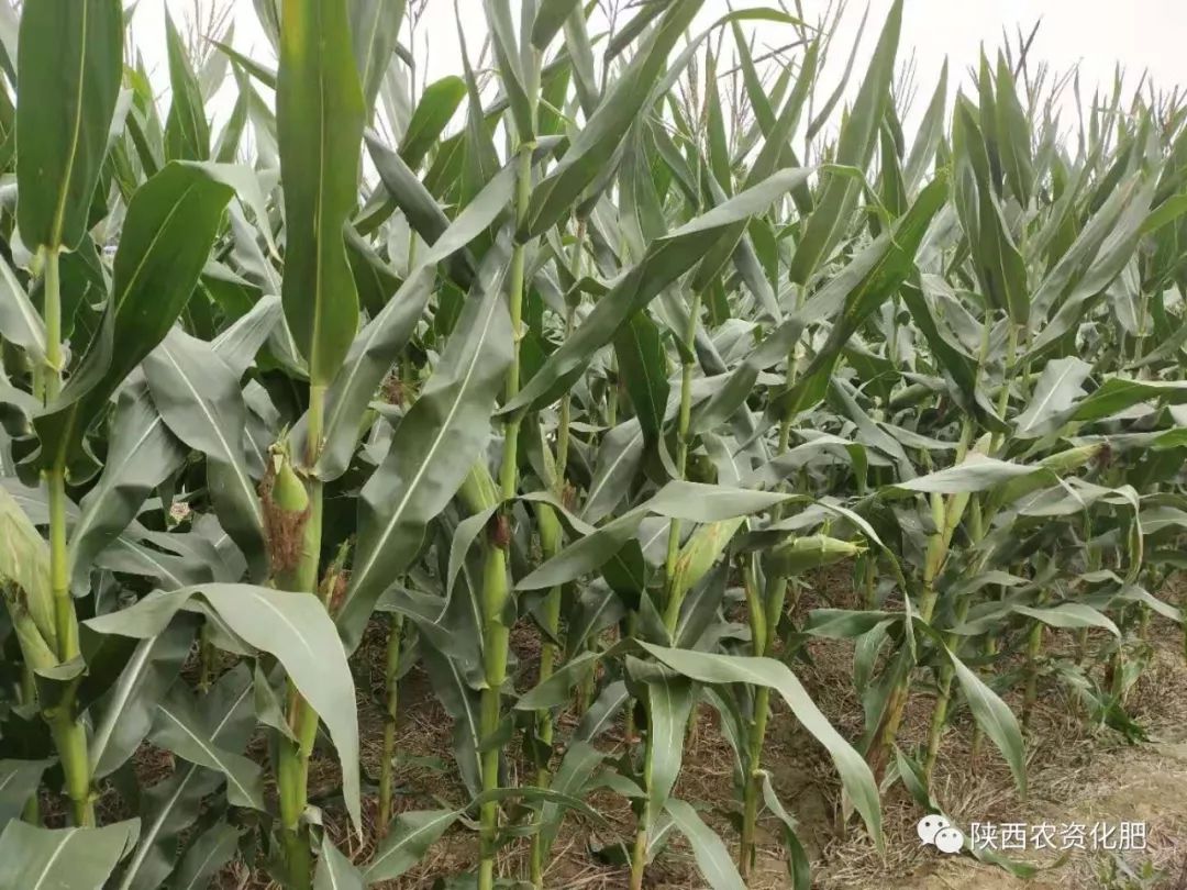 摇钱树牌控释肥助力大型农场增产增收