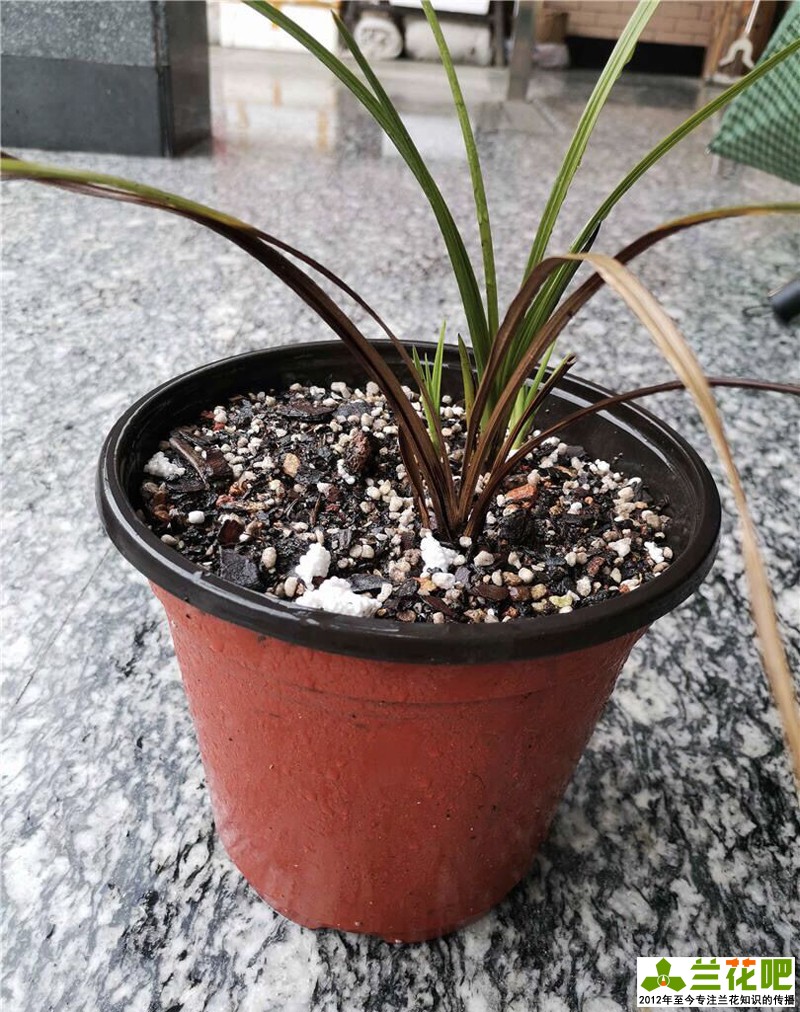 兰花叶片病害症状,兰花叶子脱水的表现