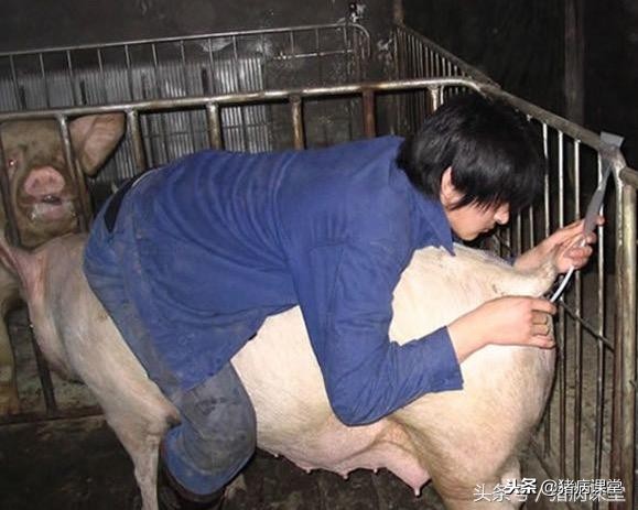 猪场公猪授精技术,猪场经产母猪查情技术视频教程