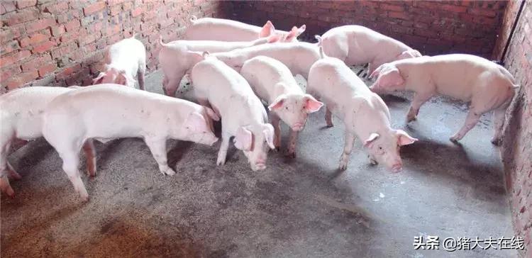 2019年猪价还会继续涨吗,2019年的猪价行情会怎样