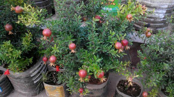 石榴花盆栽只长叶不开花,盆栽牡丹怎么养过春节能开花