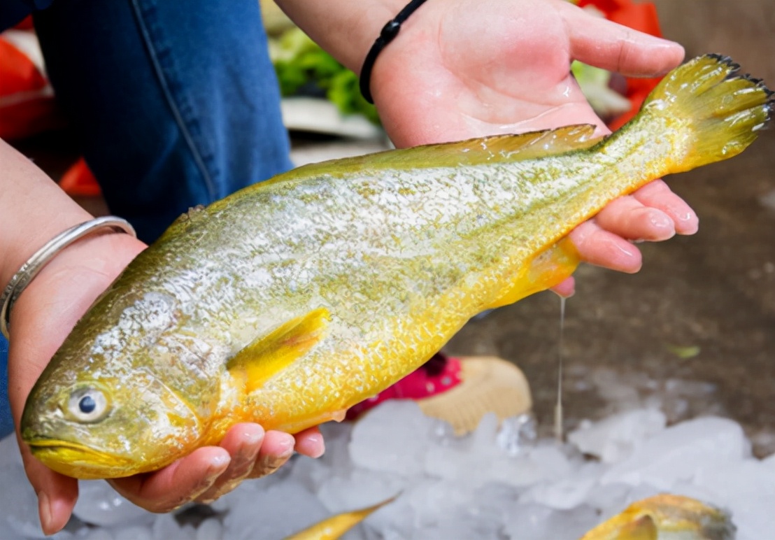 象山渔民捕到野生大黄鱼怎么处理,象山野生大黄鱼2000公斤