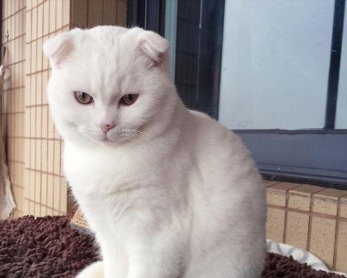 猫咪品种大全及图片与介绍,白色带渐黄短毛猫咪品种大全