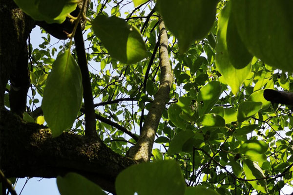 老柿子树主干太长咋处理,砍柿子树有什么讲究吗