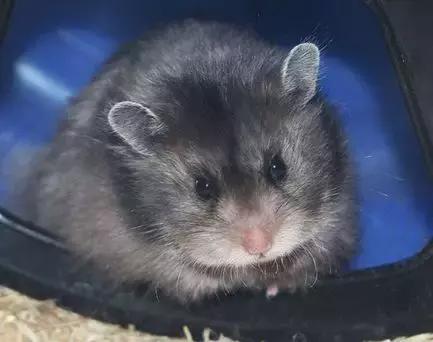 仓鼠种类短毛,仓鼠科普常见仓鼠种类