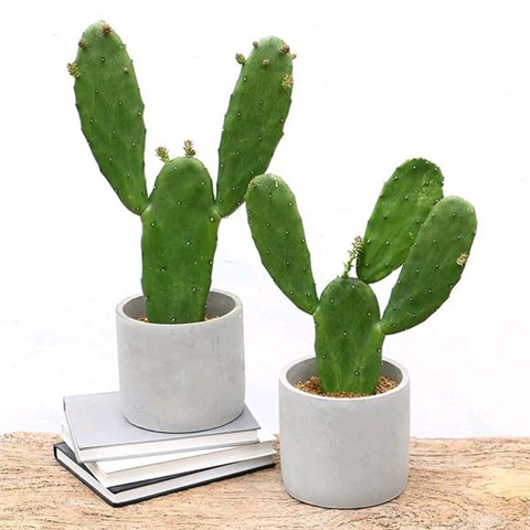 仙人掌长成圆柱形,仙人掌盆栽怎样养得宽大肥厚