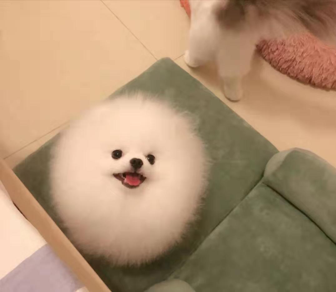 适合学生养的狗狗博美,博美十大最适合懒人养的狗排名