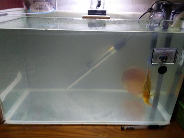 没有本事调理好鱼缸的水质，也不要把责任都推到硝化细菌的身上