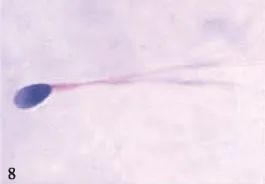 奇怪的知识增加了手指长度,奇怪的知识增加了图片大全