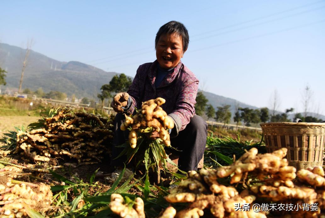 红薯高产种植技术及管理方法,芋头高产种植技巧与管理方法