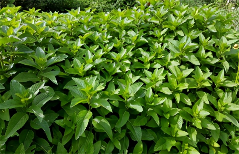 薄荷种植方法小视频,薄荷种植方法薄荷的分类