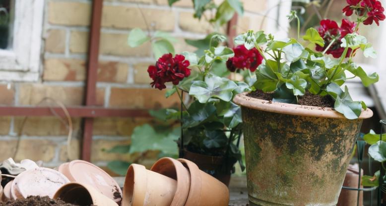 塑料瓶养花妙用大全,塑料瓶养花好还是玻璃瓶养花好