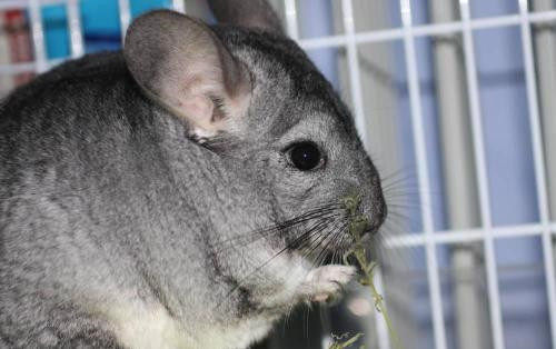 龙猫怎么养新手教程,龙猫饲养方法如何饲养龙猫