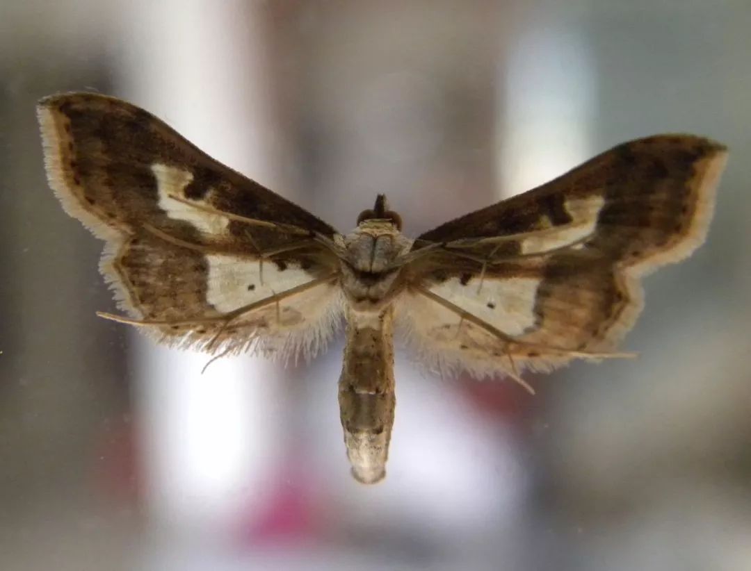 传说中的蛊虫真的有吗,传说中的扑棱蛾子