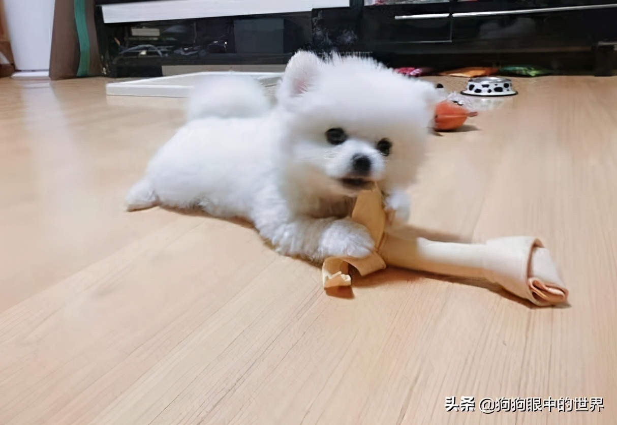 流浪狗治愈抑郁症,没想到自己竟然得了重度抑郁症