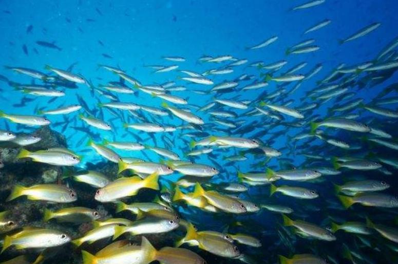 糖友、中年人要多补充欧米伽3，常吃这些食物，疏解压力状态佳